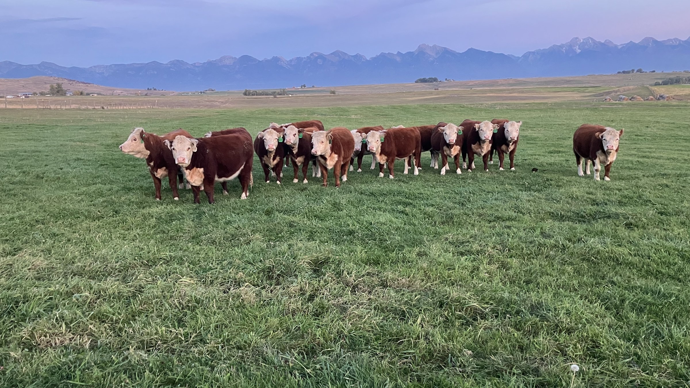 E/6 Miniature Hereford Ranch products