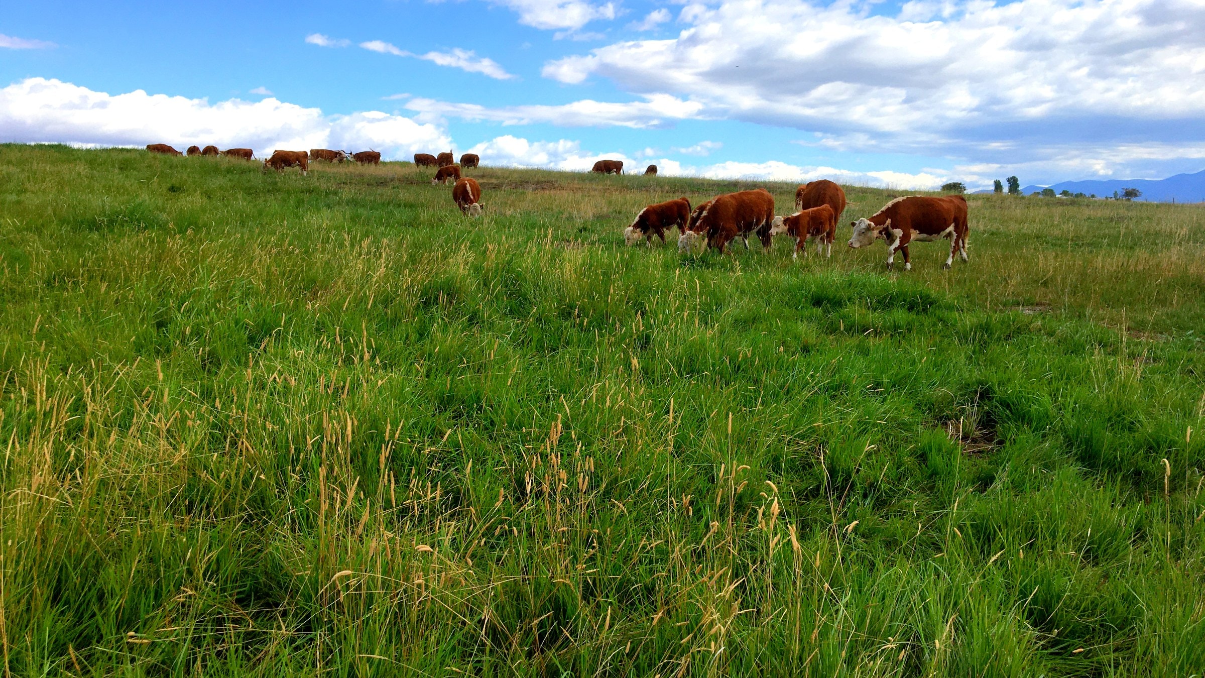 Grow Your Herd